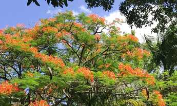 Imagem 5: REF. 325 Lindo Sítio, amplo com residência e com escritura publica!