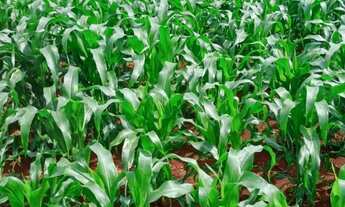 Imagem 4: Vende-se sítio/chacara