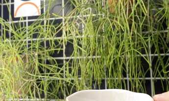 Imagem 7: Apt. perto da Praia de Ponta Verde