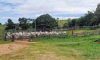 Imagem: FAZENDA Á VENDA 75 ALQUEIRES URUANA - GO