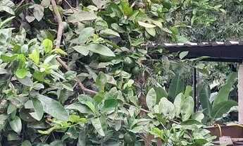 Imagem 7: Sitio em Maria Paula- Niterói