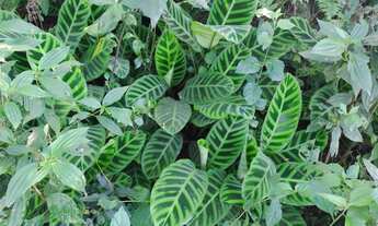 Imagem 5: Micro chacrinha 350 mts 47 mil reais 1,5 km centro