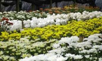 Imagem 3: Lote/Terreno para venda possui 34 hectares em Nossa Senhora Aparecida - Gravatá - PE