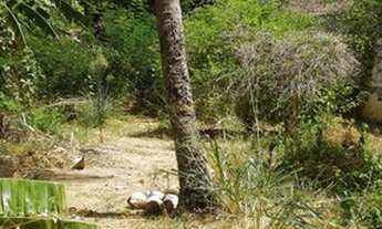 Imagem 4: Terreno para venda em Centro - Itapajé - CE