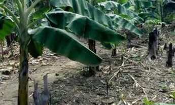 Imagem 4: Sitio samauma Chácara com venda por R$100.000