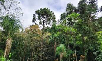 Imagem 6: Sítio / Chácara para Venda em Nova Petrópolis, São Jacó