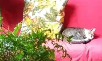 Imagem 7: Casa com 2 dormitórios para alugar, 80 m² por R$ 1.450,00 - Sabaúna - Mogi das Cruzes/SP