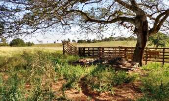 Imagem 5: Sítio em Castilho com 3 alqueires