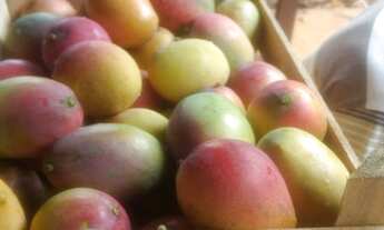 Imagem 4: Sítio na Reg de Paranavaí Pr sao, 9 ,5 alq vendo