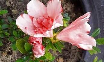 Imagem 7: Chácara para Venda em Vila Velha, Área Rural de Vila Velha, 2 dormitórios, 1 suíte, 2 banh