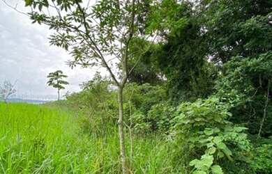 Imagem 4: Não da para perder essa promoção de Chácara em Parobé!!