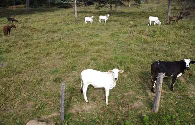 Imagem 5: Chacara para criação de gado em Goiás Velho com otimo preco