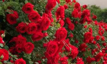 Imagem: Seu lote de 2000m² com lago por R$ 100