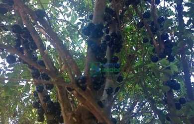 Imagem 7: Chácara com 1 dormitório à venda, 1360 m² por R$ 180.000 - Santa Isabel - Piracicaba/SP