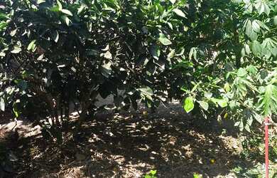 Imagem 7: Vendo sítio em Itaporanga dajuda