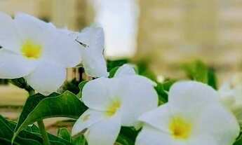 Imagem 5: Venda Reserva São Lourenço 114.000,00 Oportunidade