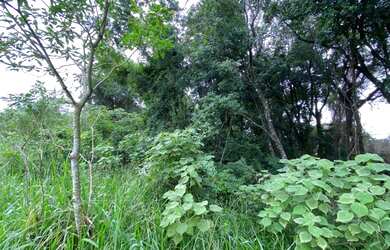 Imagem 3: Não da para perder essa promoção de Chácara em Parobé!!