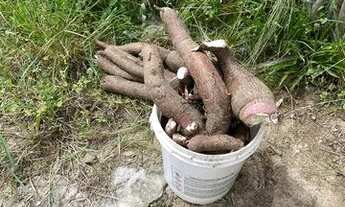 Imagem 5: SÍTIO EM GUAIÚBA ( LEIA DESCRIÇÃO