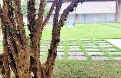 Imagem 5: Edícula com terreiro inteiro