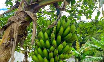 Imagem 7: Sítio Frutífero com lagoa em Mogi das Cruzes