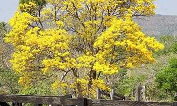 Imagem 2: Fazenda em Palmas