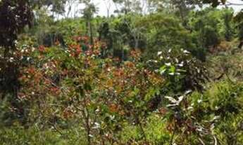 Imagem 5: Roça de cacau 25 hectares