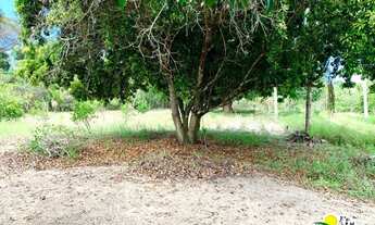 Imagem 7: Sitio à Venda em Catu - BA | Sitio em Catu à Venda | 13 Hectares | Pasto | Pomar