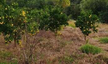 Imagem 4: Baixadão de 10 ha, terra de primeira, as margens do rio, excelente casa ,Jaboticatubas