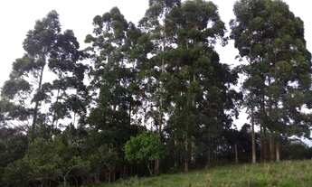 Imagem 3: CERRITO ALEGRE (PELOTAS) - Terreno Padrão - Rural