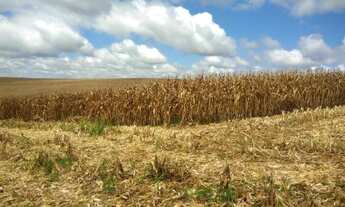 Imagem 7: Chácara à venda, 160 alqueires, ou 387,2 hectares ou 3.872.000m², plantando 60%, soja, euc