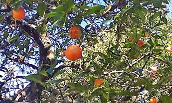 Imagem 2: Ótimo sítio para lazer ou moradia !!!!