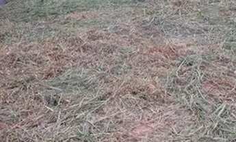 Imagem: Terreno de 250,00 m2 no Bairro Ibirapuera