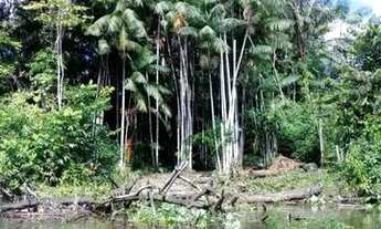 Imagem 2: Terreno as margens do rio matapi