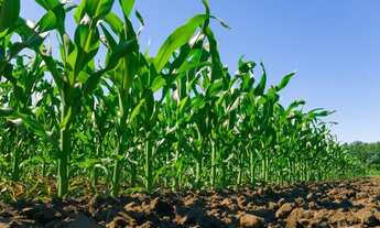 Imagem 3: Crédito Rural Facilitado