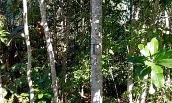 Imagem 6: Terreno bairro Morro Bock, Picada Café.RS Ref.:116