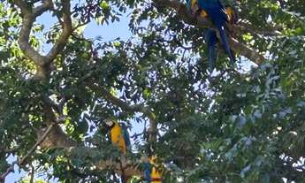 Imagem 3: Fazenda Modelo de 371 Hectares em Acreúna Goiás, Lavoura!!!