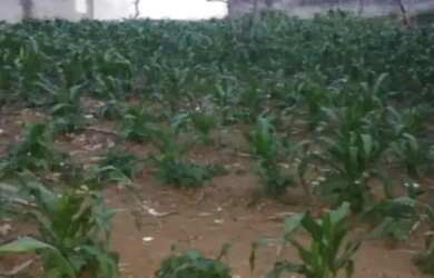 Imagem 3: Terreno à venda no Jardim Bandeirantes com 720m²