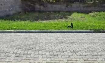 Imagem 6: Excelente Terreno Vargem pequena