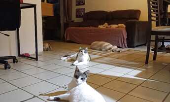 Imagem 7: Aluguel em candeias