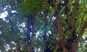 Imagem 6: Chácara com 1 dormitório à venda, 1360 m² por R$ 180.000 - Santa Isabel - Piracicaba/SP