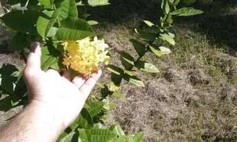 Imagem 7: Sítio/Chácara para venda tem 10000 metros quadrados com 3 quartos