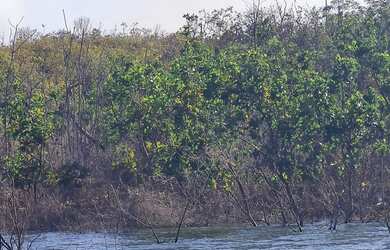 Imagem 2: Terreno 2.000 mts na serra da mesa