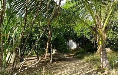 Imagem 6: SÍTIO EM GUAIÚBA ( LEIA DESCRIÇÃO