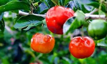 Imagem 7: Terreno de Ponta Seca no Lago Norte