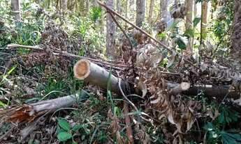 Imagem 2: Sítio de 8,5 alqueires em Paraibuna - SP