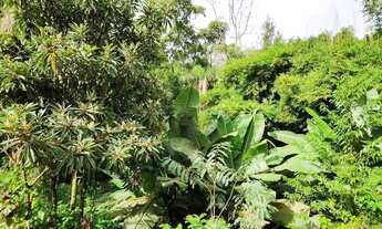 Imagem 5: Sítio / Chácara para Venda em Nova Petrópolis, São Jacó