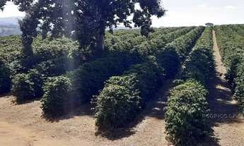 Imagem 7: Linda fazenda para venda em Três Corações - MG