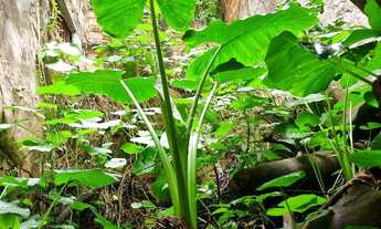 Imagem 3: Casa / Terreno Casa com 1 dormitório