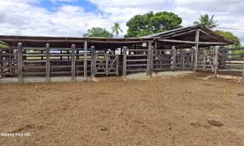 Imagem 6: FAZENDA EM IBIQUERA - 2000 TAREFAS
