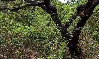 Imagem 2: Terreno de 275m Comunidade Lagoa Seca em Taiobeiras Minas Gerais